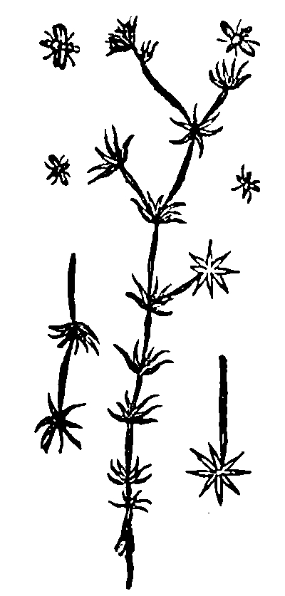 Zeichnung von Jaques Daléchamp