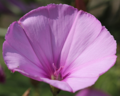 Convolvulus althaeoides, Blüte