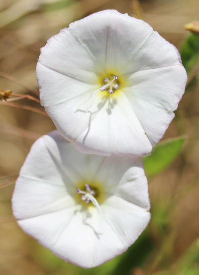 Convolvulus arvensis, Blüten