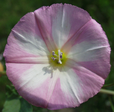 Convolvulus arvensis, Acker-Winde, Blüte