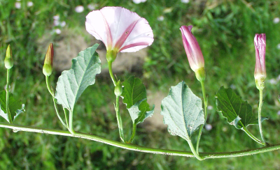 Convolvulus arvensis, Acker-Winde,Spross
