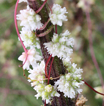 Cuscuta europaea, Nessel-Seide, Blüten