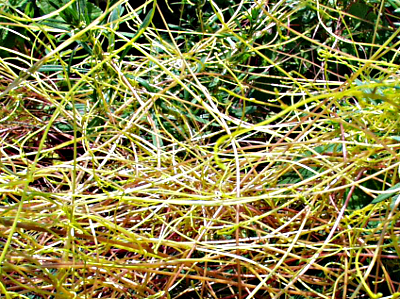 Cuscuta europaea, Nessel-Seide, Habitus
