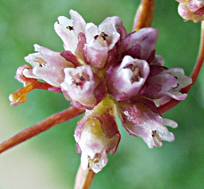 Nessel-Seide, Cuscuta europaea, rosa Bl�ten