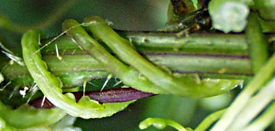 Nessel-Seide, Cuscuta europaea, St�ngel