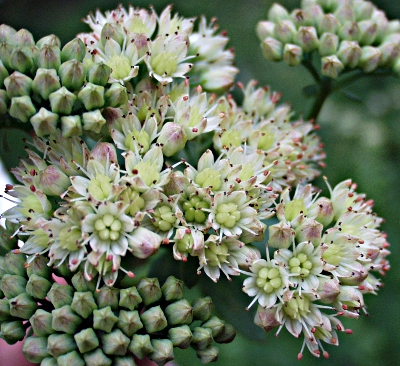 Hylotelephium telephium ssp. maximum, Gro�e Waldfetthenne, Bl�tenstand