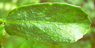 Hylotelephium telephium ssp. maximum, Gro�e Waldfetthenne, Blatt