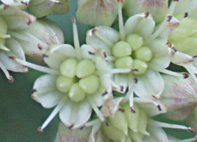 Hylotelephium telephium ssp. maximum, Gro�e Waldfetthenne, Bl�ten