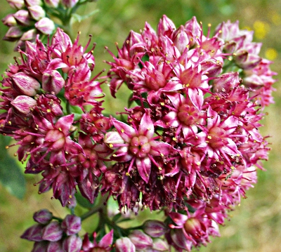 Hylotelephium telephium ssp. telephium, Rote Waldfetthenne, Blütenstand