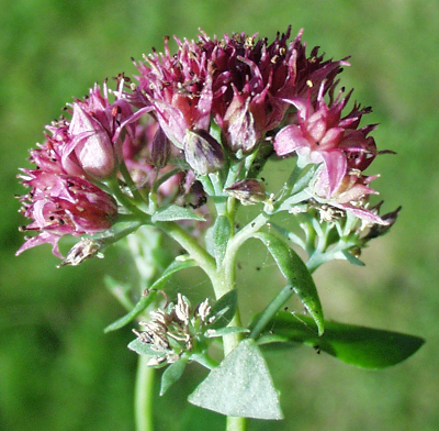 Hylotelephium telephium, Rote Waldfetthenne, Blütenstand