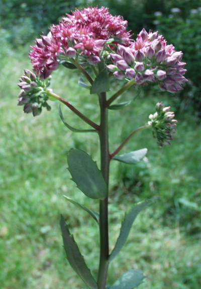Hylotelephium telephium, Rote Waldfetthenne, Habitus