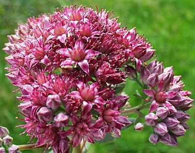 Hylotelephium telephium, Große Fetthenne