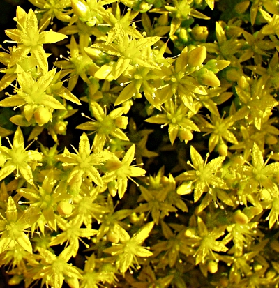Sedum acre, Scharfer Mauerpfeffer