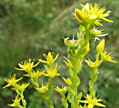 Sedum acre, Scharfer Mauerpfeffer
