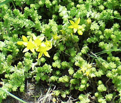 Sedum acre, Scharfer Mauerpfeffer, Habitus