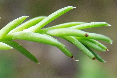 Sedum rupestre, Felsen-Fetthenne, Blätter