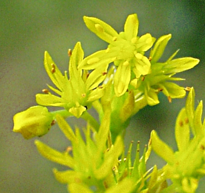 Sedum rupestre, Felsen-Fetthenne, Blüten