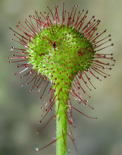 Drosera rotundifolia, Rundblättriger Sonnentau, Blatt