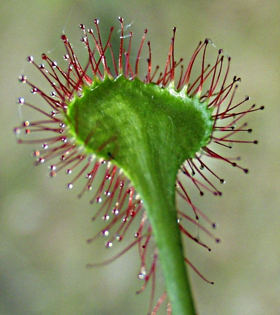 Drosera rotundifolia, Rundblättrigr Sonnentau, Blattunterseite