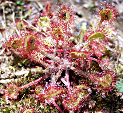 Drosera rotundifolia, Rundblättriger Sonnentau