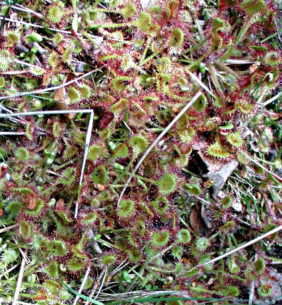 Drosera rotundifolia, Rundblättrigr Sonnentau