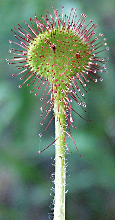 Drosera rotundifolia, Rundblttriger Sonnentau