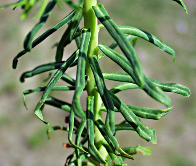 Euphorbia cyparissias, Zypressen-Wolfsmilch, Bl�tter