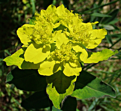 Euphorbia epithymoides, Vielfarbige Wolfsmilch, Bl�tenst�nde