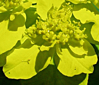 Euphorbia epithymoides, Vielfarbige Wolfsmilch, Cyathien