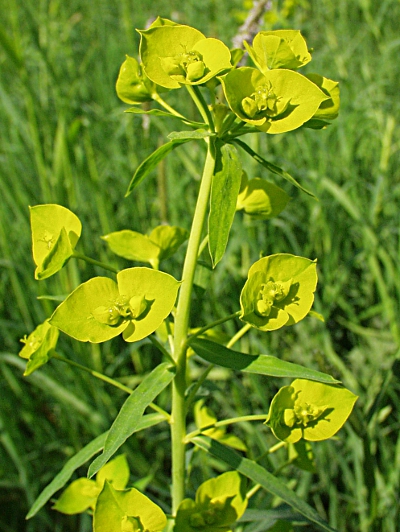 Euphorbia esula, Esels-Wolfsmilch