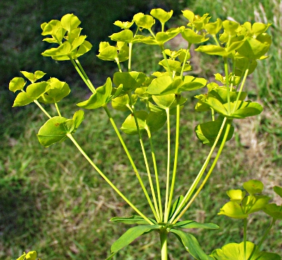 Euphorbia esula, Esels-Wolfsmilch