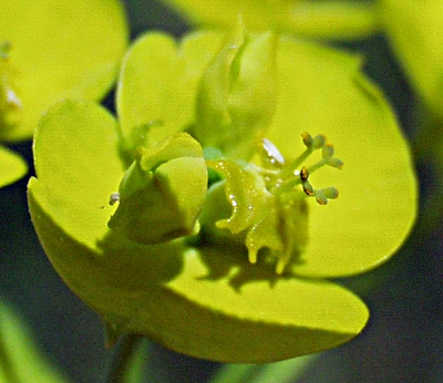 Euphorbia esula, Esels-Wolfsmilch, Cyathium
