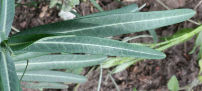 Euphorbia lathyris, Kreuzblättrige Wolfsmilch, Blätter