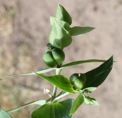 Euphorbia lathyris, Kreuzblättrige Wolfsmilch, Blüten