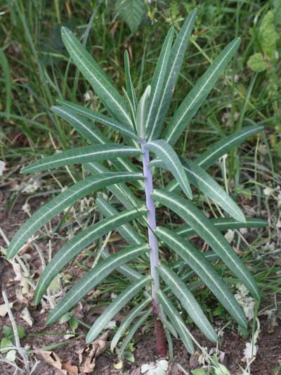 Euphorbia lathyris, Kreuzblättrige Wolfsmilch, Habitus