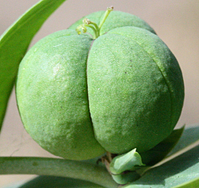 Euphorbia lathyris, Kreuzblättrige Wolfsmilch, Kapsel