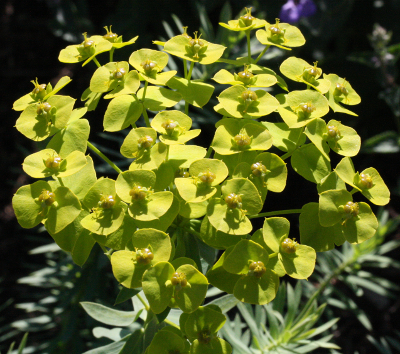 Euphorbia seguieriana, Steppen-Wolfsmilch