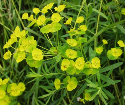 Euphorbia esula, Esels-Wolfsmilch