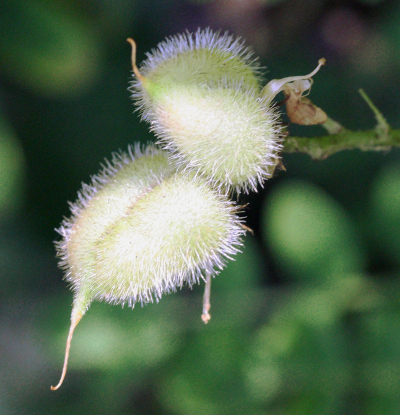 Astragalus cicer, Kichererbse