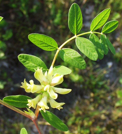 Astragalus glycophyllos, Süß-Tragant, Bärenschote, Blüten