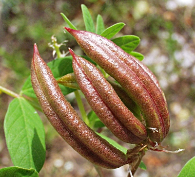 Astragalus glycophyllos, Süß-Tragant, Bärenschote, Schoten