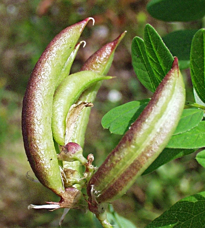 Astragalus glycophyllos, S��-Tragant, B�renschote, Fr�chte