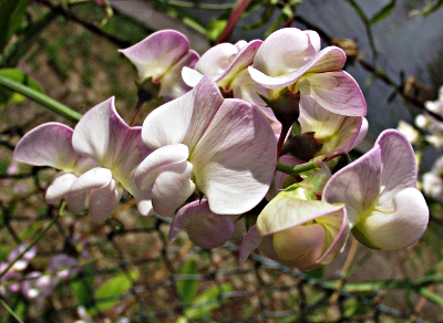 Lathyrus latifolius, Breitbl�ttrige Platterbse, Bl�ten