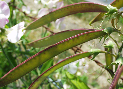 Lathyrus latifolius, Breitbl�ttrige Platterbse, Fr�chte