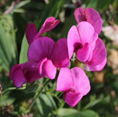 Lathyrus latifolius, Breitblättrige Platterbse, Blütenstand
