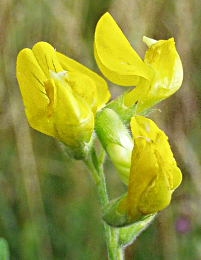 Lathyrus pratensis, Wiesen-Platterbse, Bl�ten