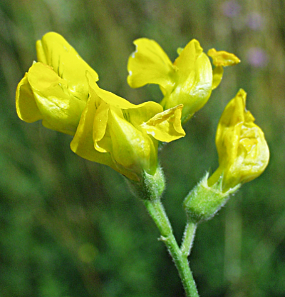 Lathyrus pratensis, Wiesewn-Platterbse, Blütenstand