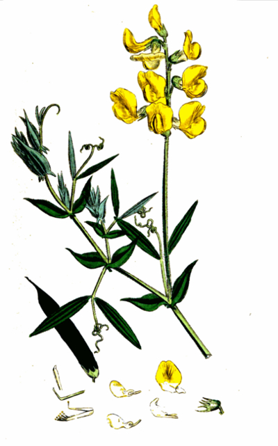 Lathyruspratensis, Wiesen-Platterbse, Zeichnung