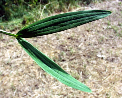 Lathyrus pratensis, Wilde Platterbse, Blatt