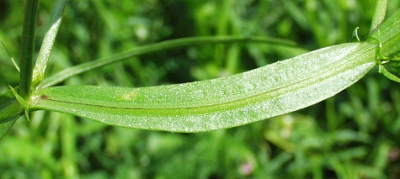 Lathyrus sylvestris, Wilde Platterbse, Blattstiel